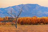 Bosque del Apache_73330